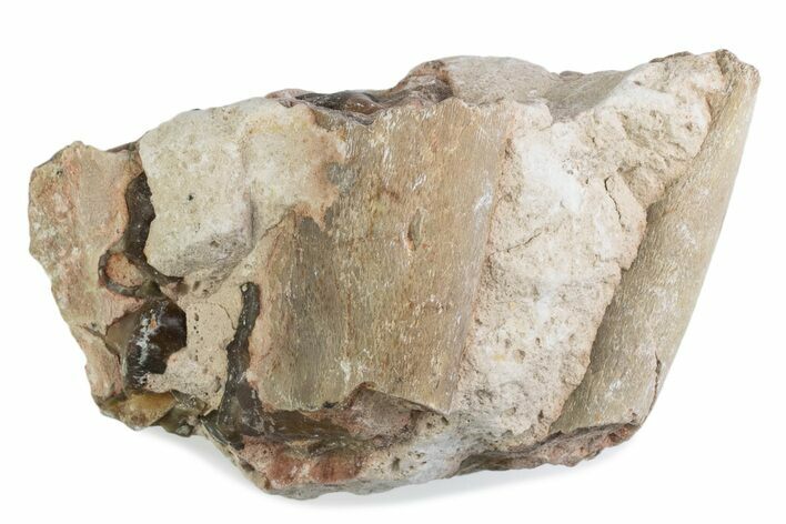 Fossil Oreodont (Merycoidodon) Jaw Section In Rock - South Dakota #375534